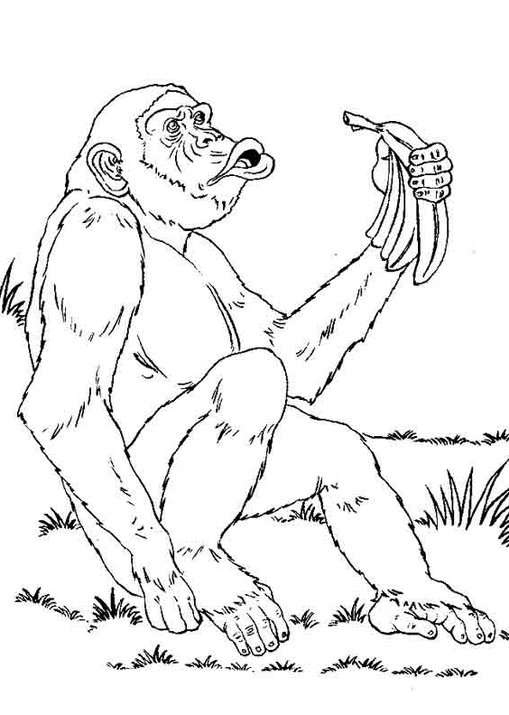 Chimpanzé mange des bananes