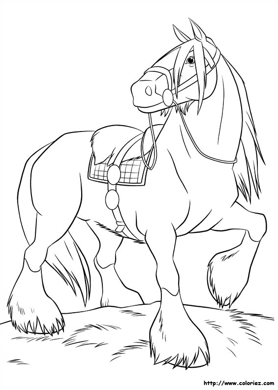 Angus