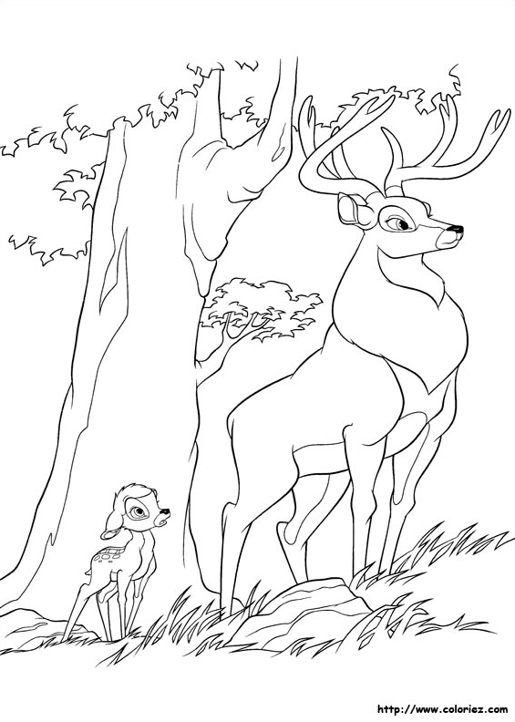 Bambi admiratif