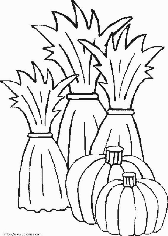 Champs de citrouilles d'halloween