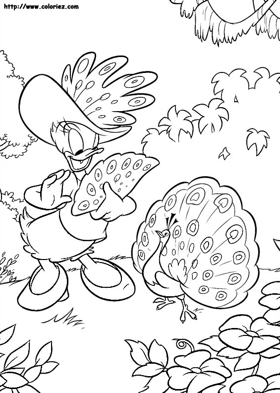 Daisy et le paon