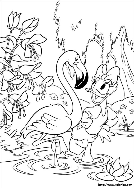 Daisy et le pélican