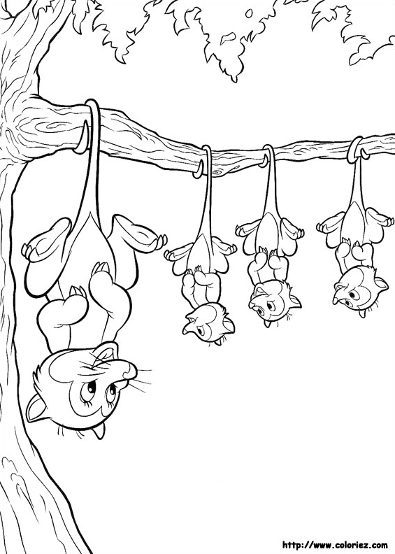 Les opossums