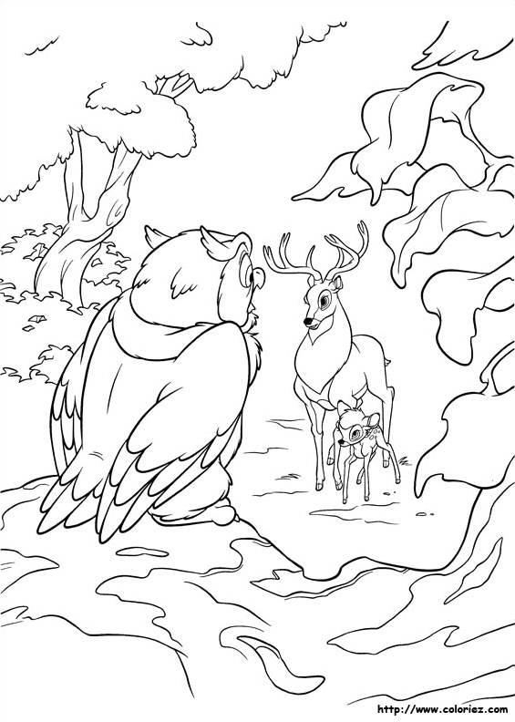 Maître hibou