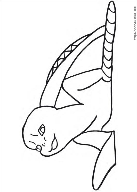 Sammy la tortue