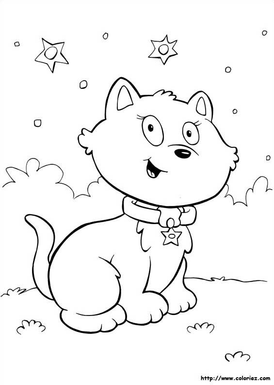 Un chat sous les étoiles