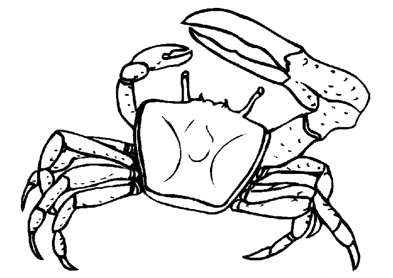 Crabe