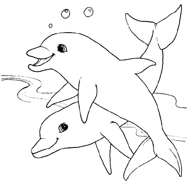 Dauphins mignons