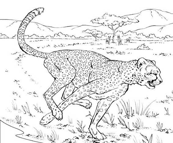 Guépard en pleine course
