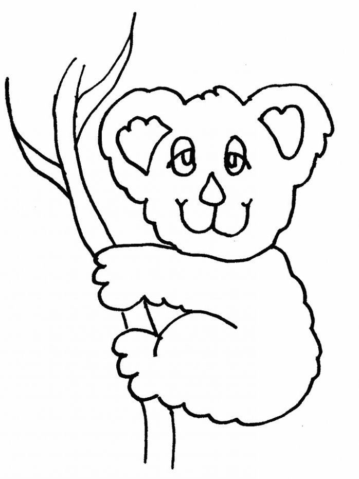 Koala perché sur un arbre