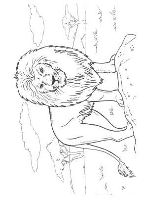 Le lion, roi des animaux