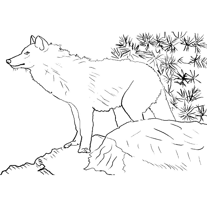 Loup qui observe au loin