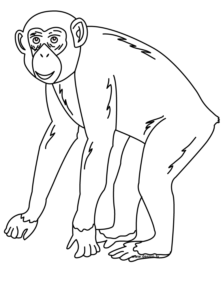 Un chimpanzé sur ses pattes