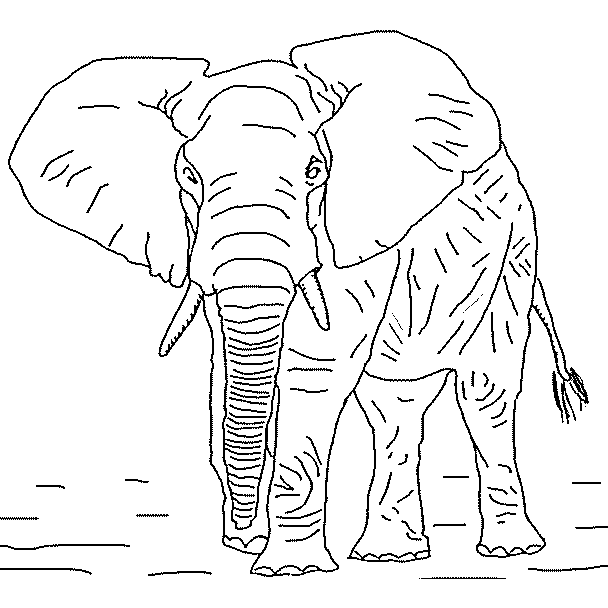 Un éléphant prêt à  charger