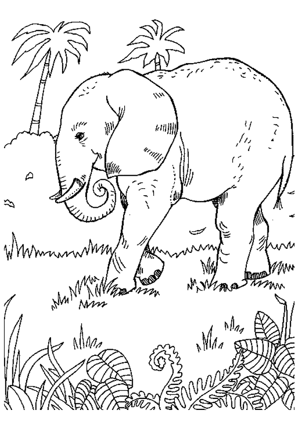 Un éléphant qui marche seul