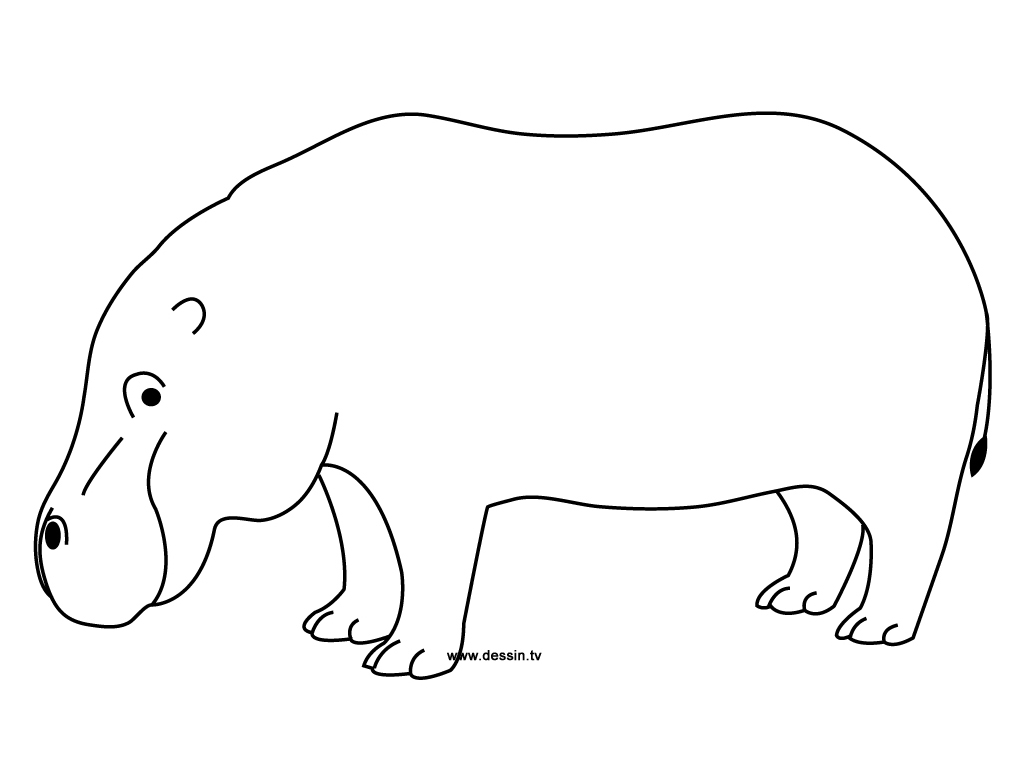 Un hippopotame