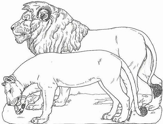 Un lion et une lionne